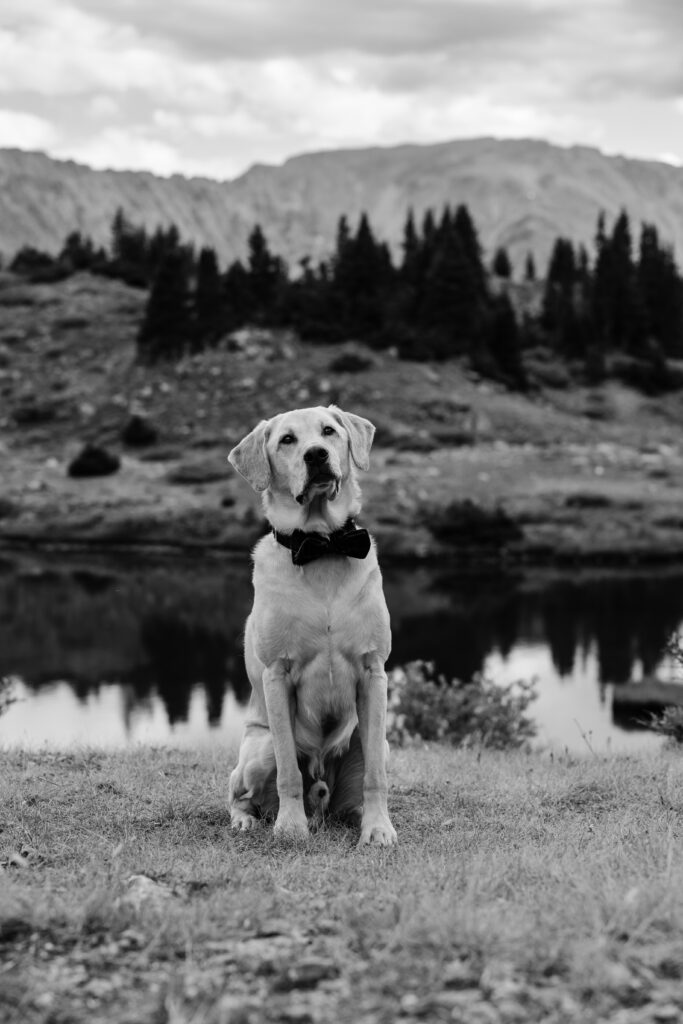Colorado Elopement Photographer captures dog during bridal portraits