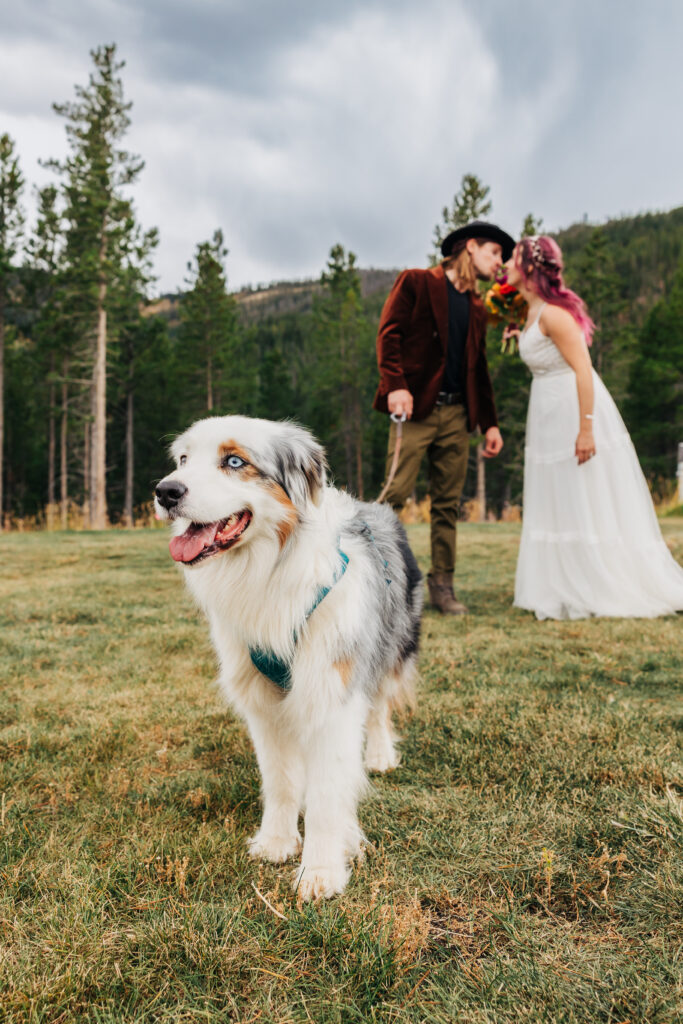 Colorado Elopement Photographer captures dog standing with bride and groom