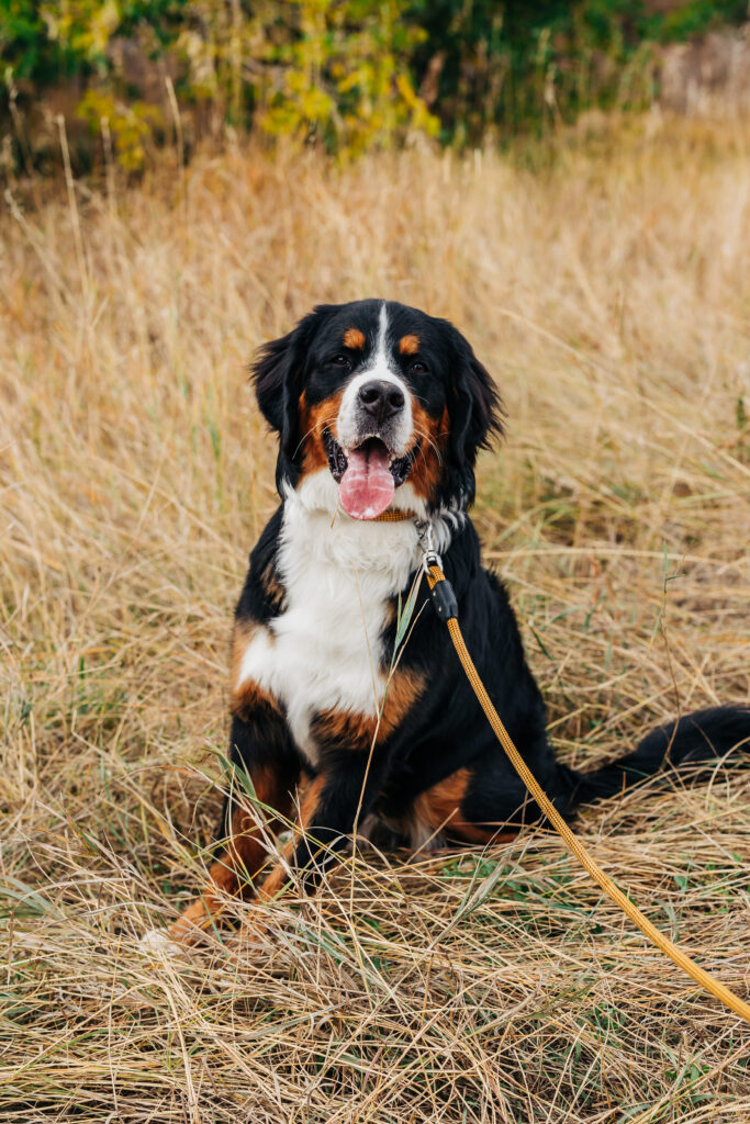 Denver Family Photographer captures family dog sitting in grass