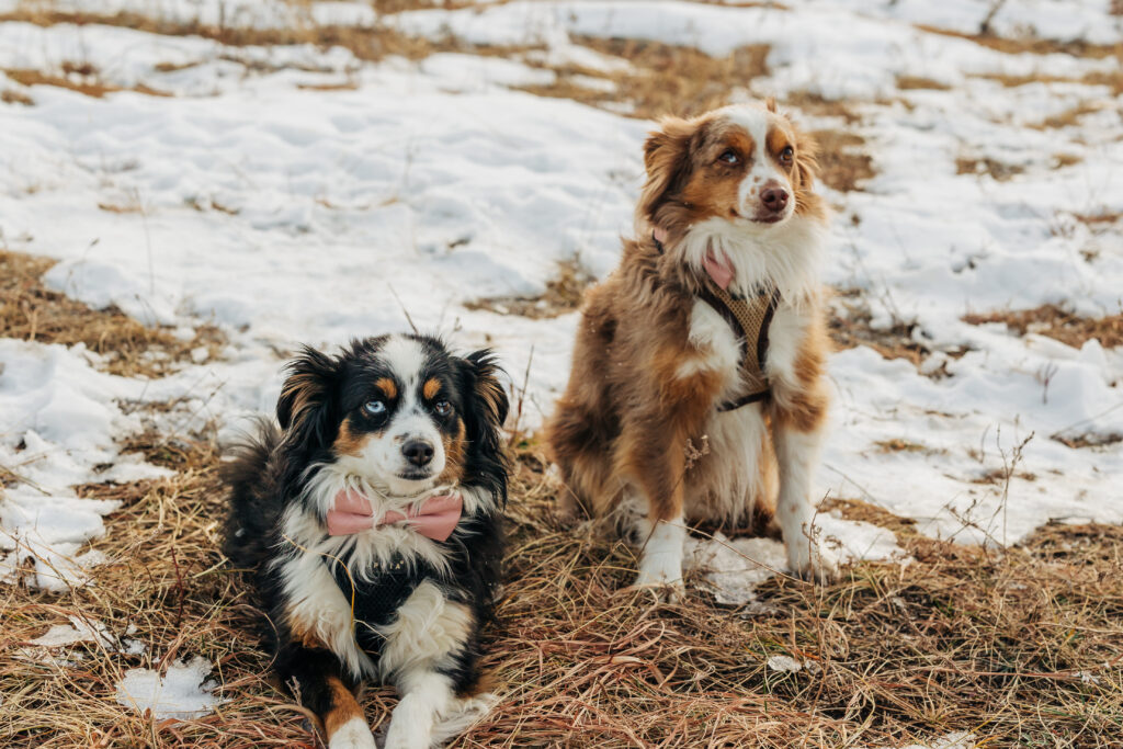 Colorado Elopement Photographer captures dogs sitting on ground during bridal portraits